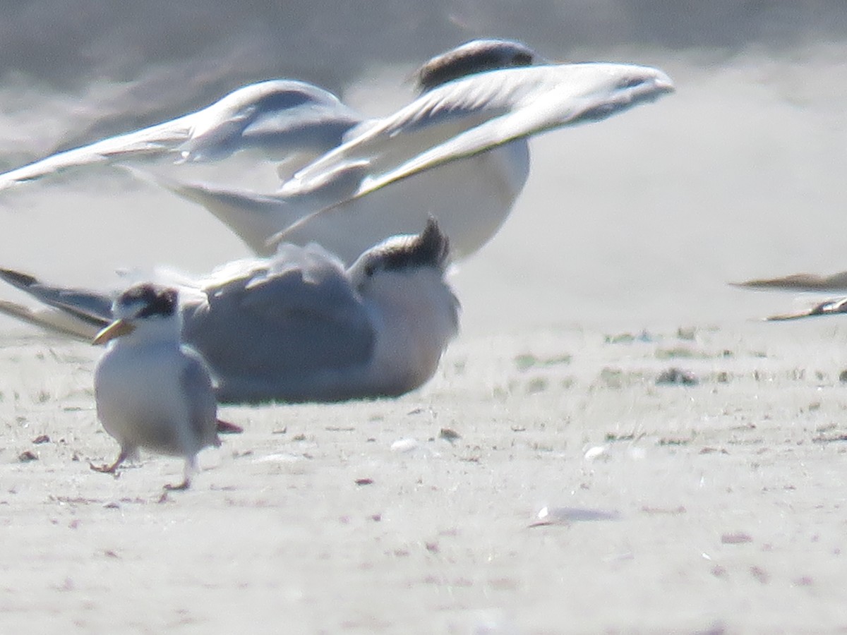 Yellow-billed Tern - ML620614376