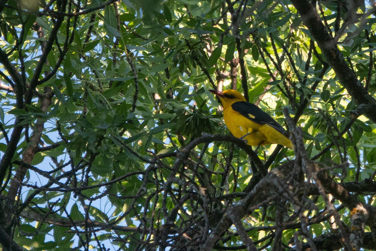 Eurasian Golden Oriole - ML620614380