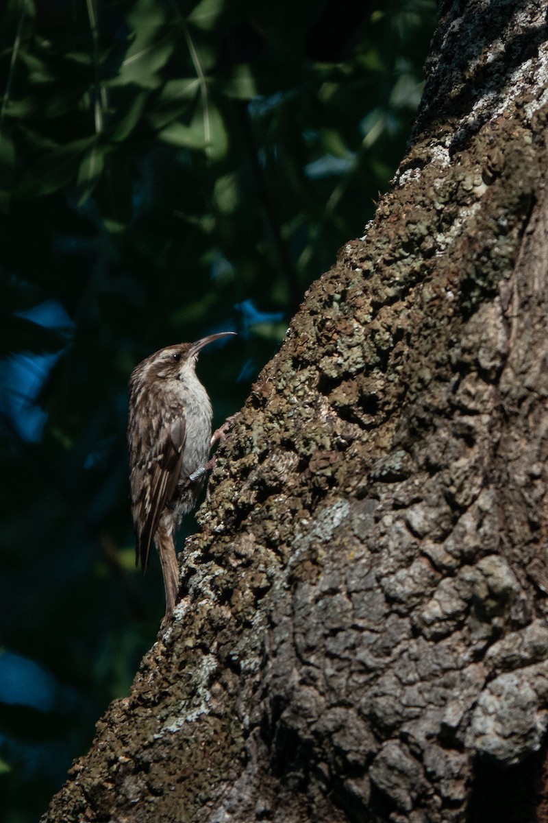 Short-toed Treecreeper - ML620614381