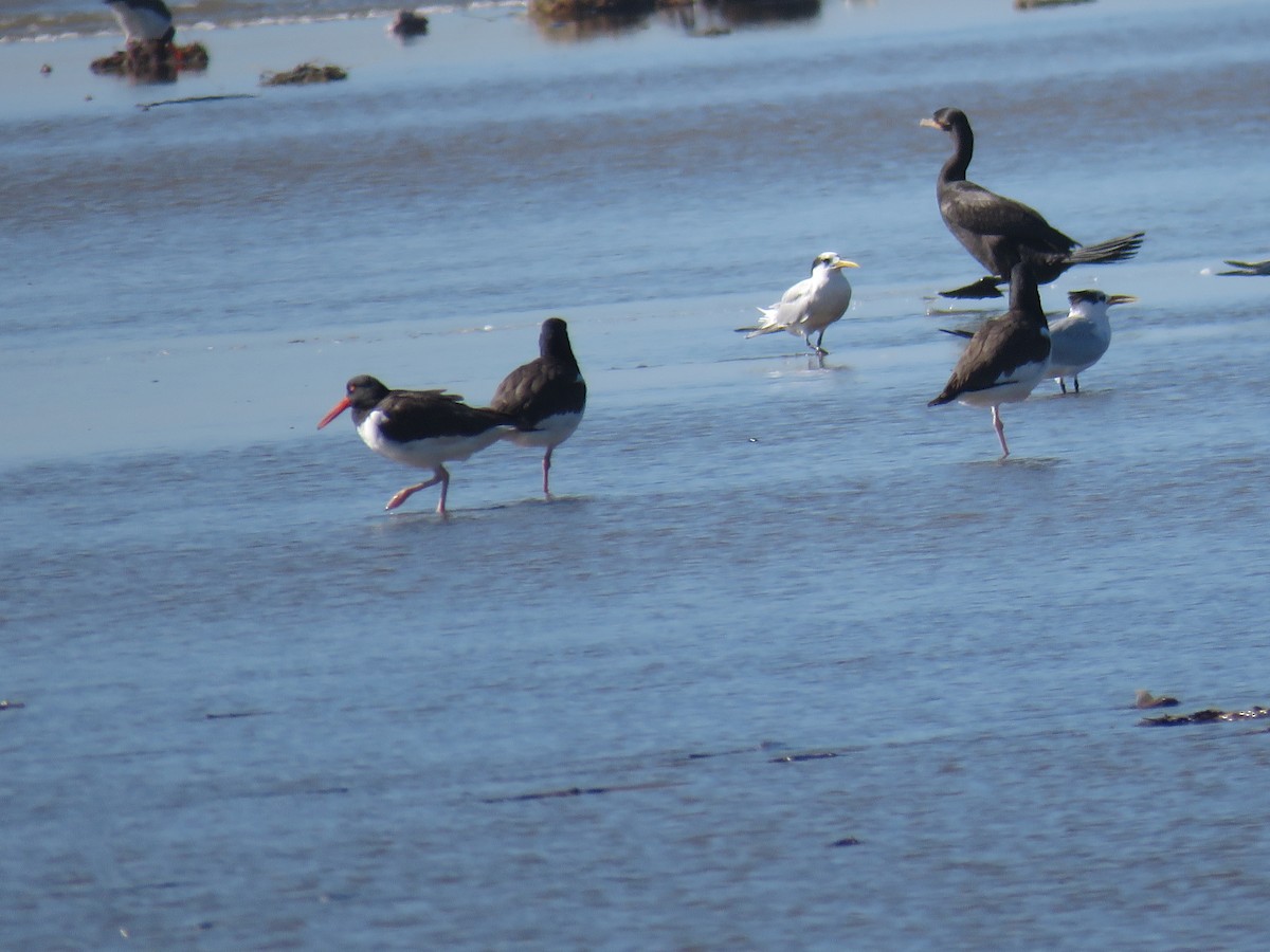 Sandwich Tern - ML620614382