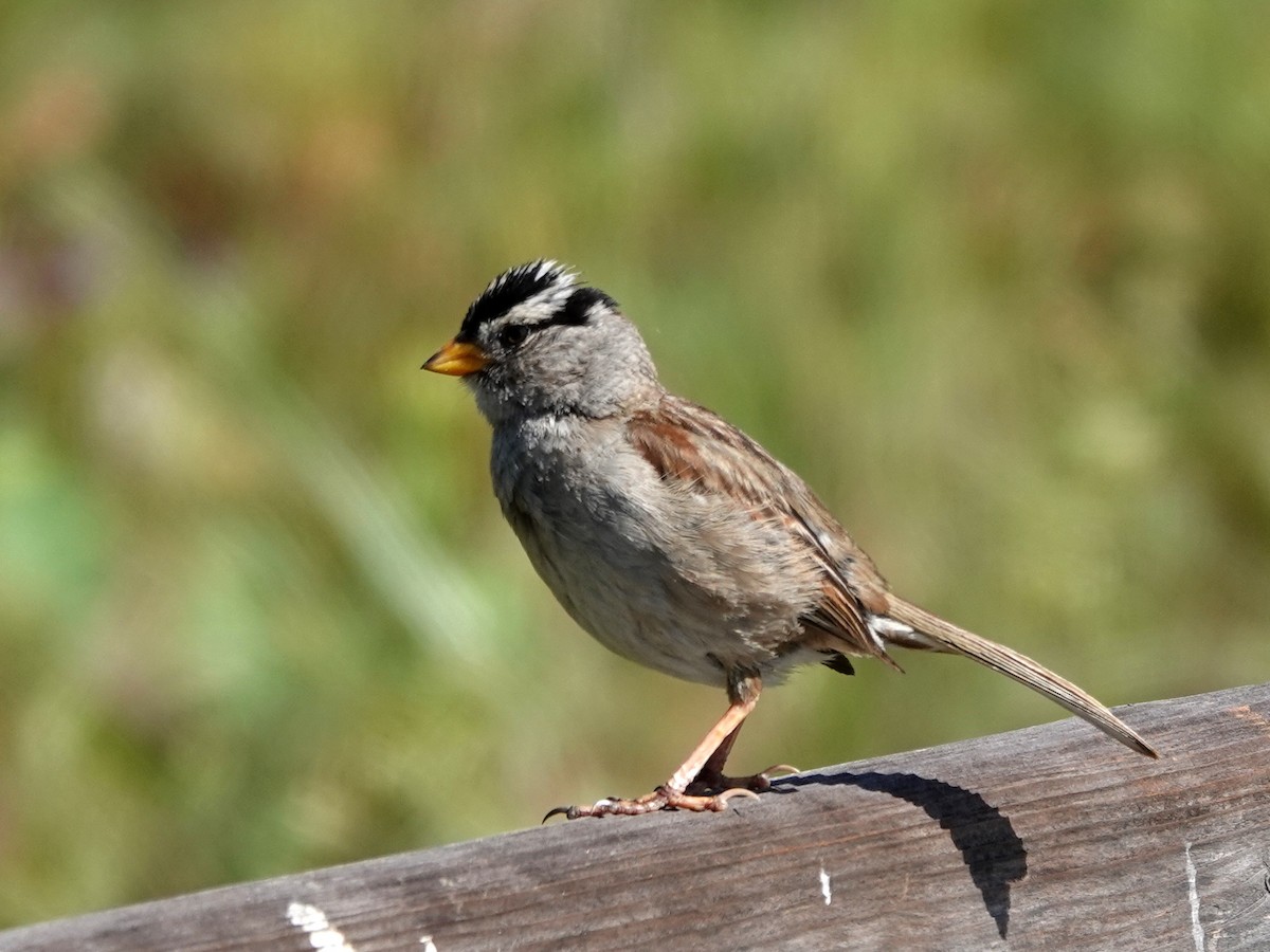 White-crowned Sparrow - ML620614383