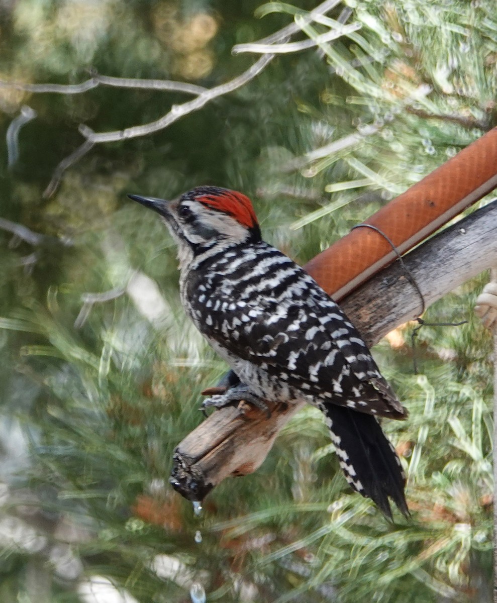 Ladder-backed Woodpecker - ML620614384