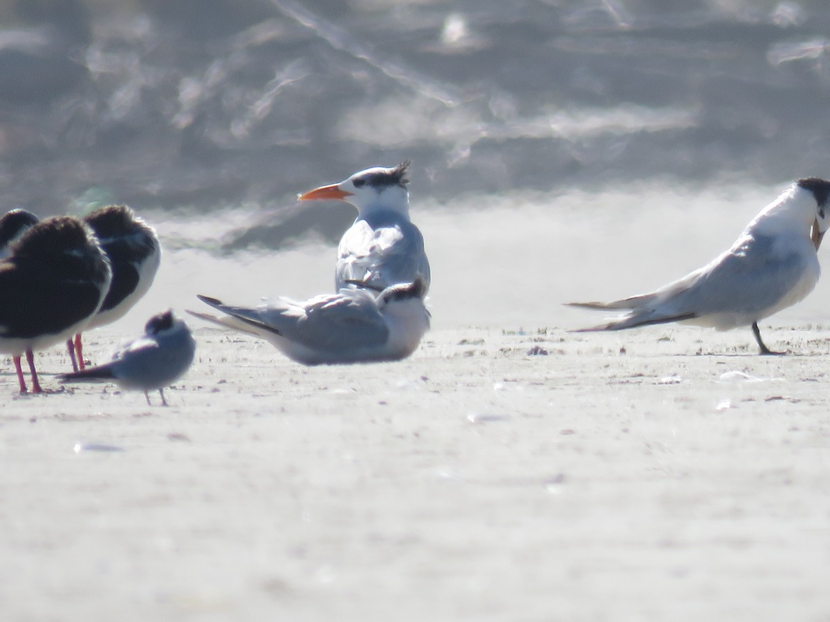 Royal Tern - ML620614387