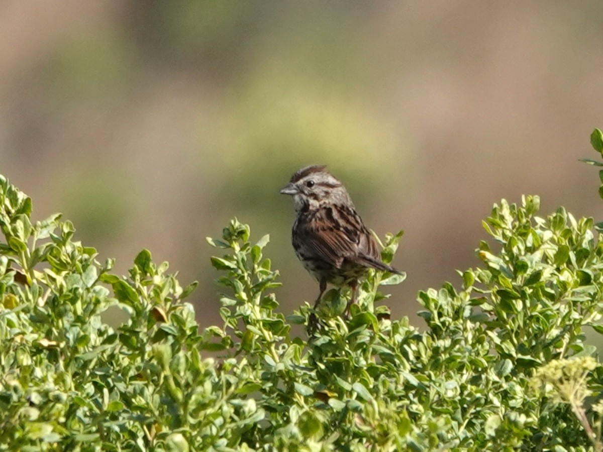 Song Sparrow - ML620614388