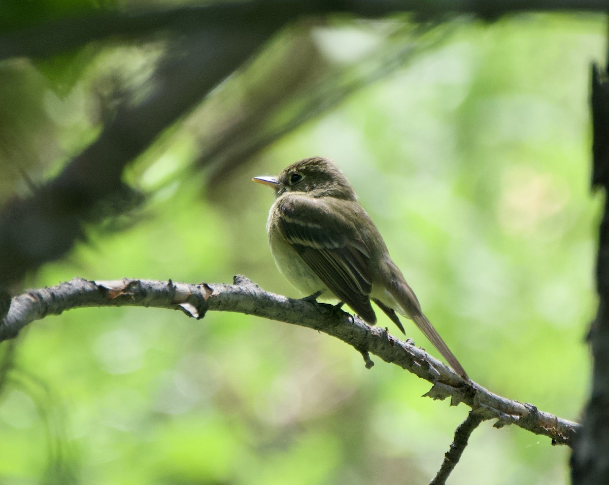 Western Flycatcher (Cordilleran) - ML620614389