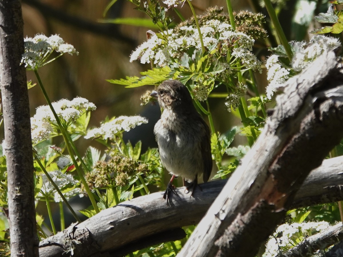 Song Sparrow - ML620614390