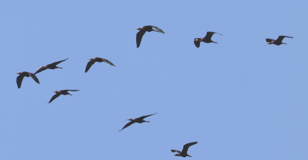 ibis americký - ML620614391