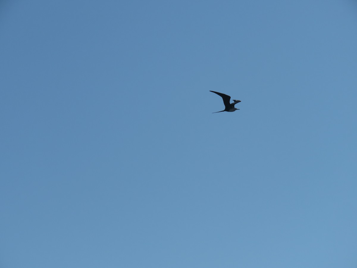 Magnificent Frigatebird - ML620614393