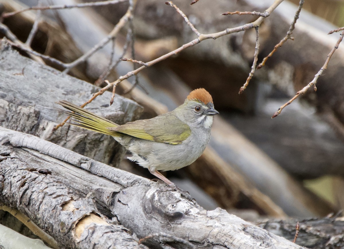 Green-tailed Towhee - ML620614394