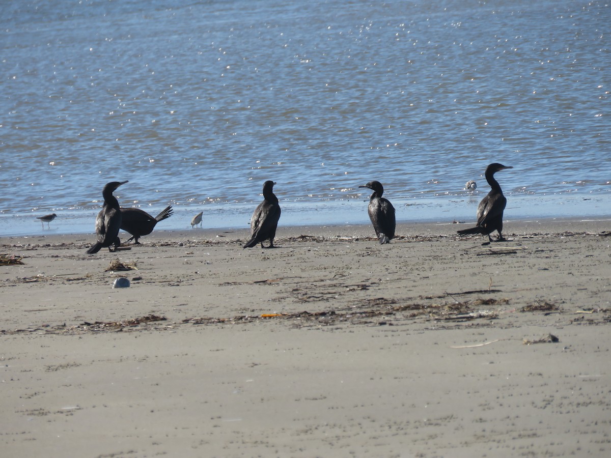 Neotropic Cormorant - ML620614395