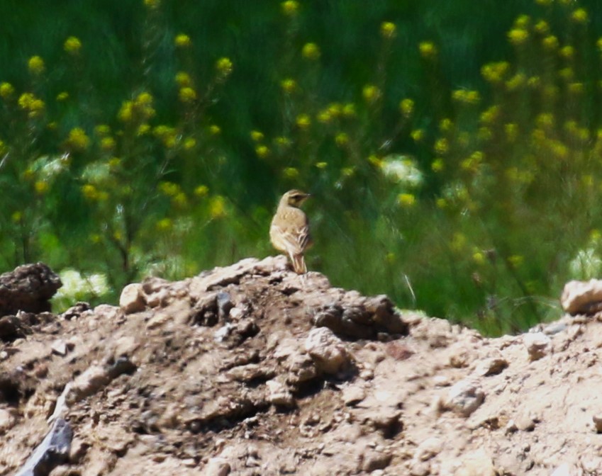 Bisbita Campestre - ML620614396