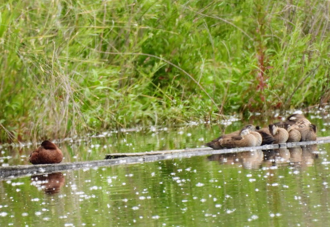 Wood Duck - patricia kuzma sell