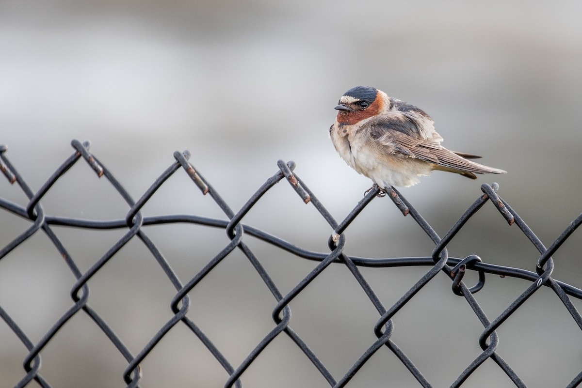 Golondrina Risquera (grupo pyrrhonota) - ML620614401