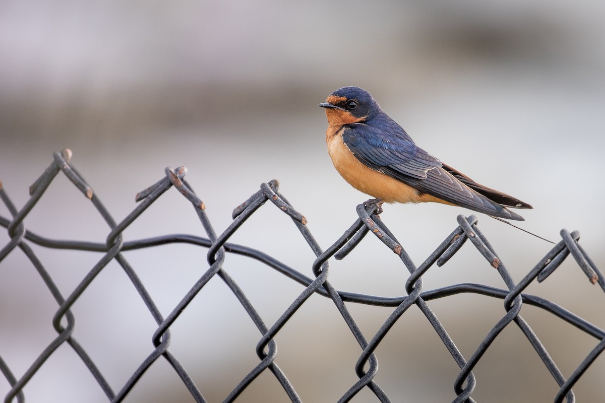 Hirondelle rustique (erythrogaster) - ML620614402