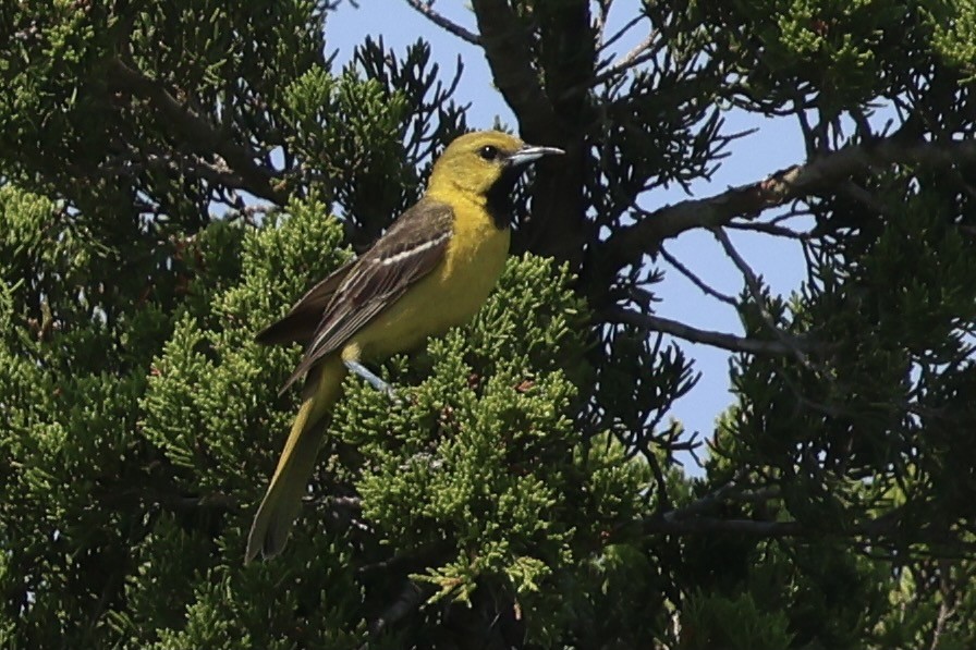 Orchard Oriole - ML620614403