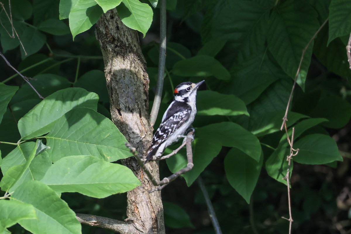 Downy Woodpecker - ML620614404