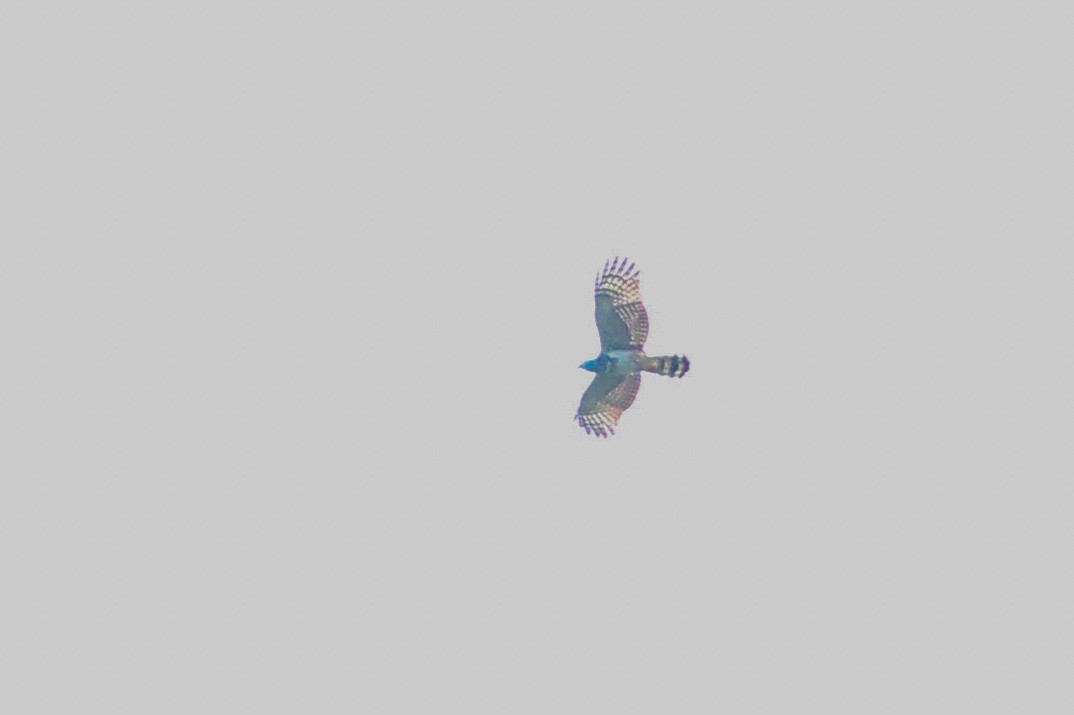 Hook-billed Kite - ML620614405