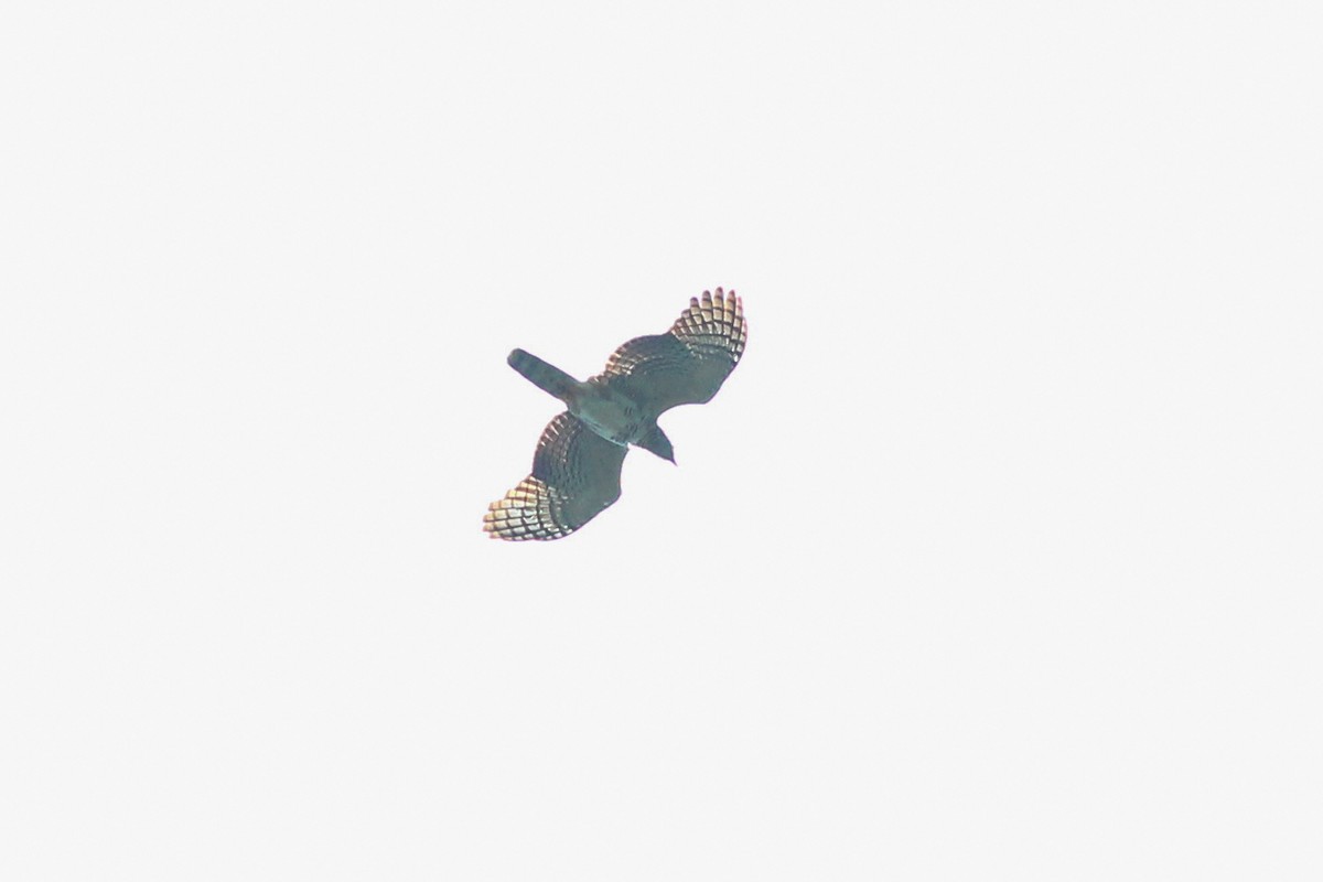 Hook-billed Kite - ML620614407