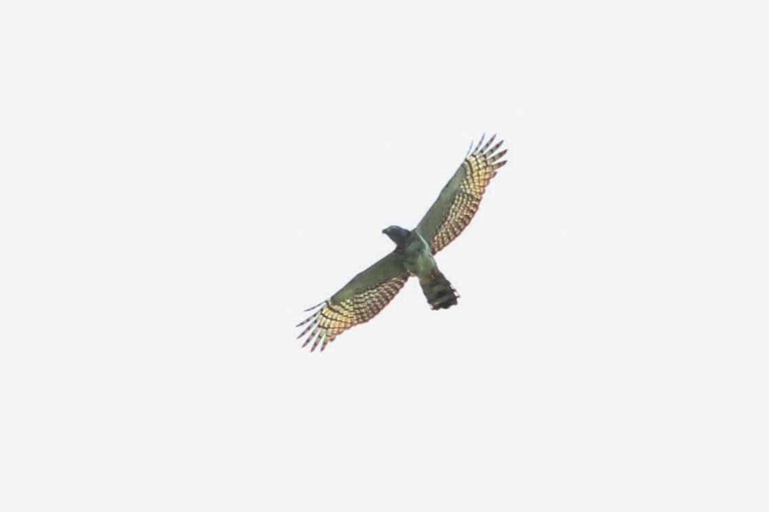 Hook-billed Kite - ML620614408