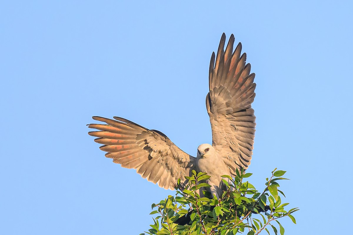 Mississippi Kite - Janet Hix