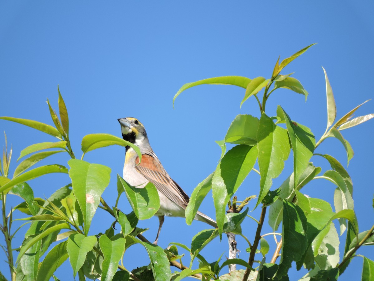 Dickcissel d'Amérique - ML62061441