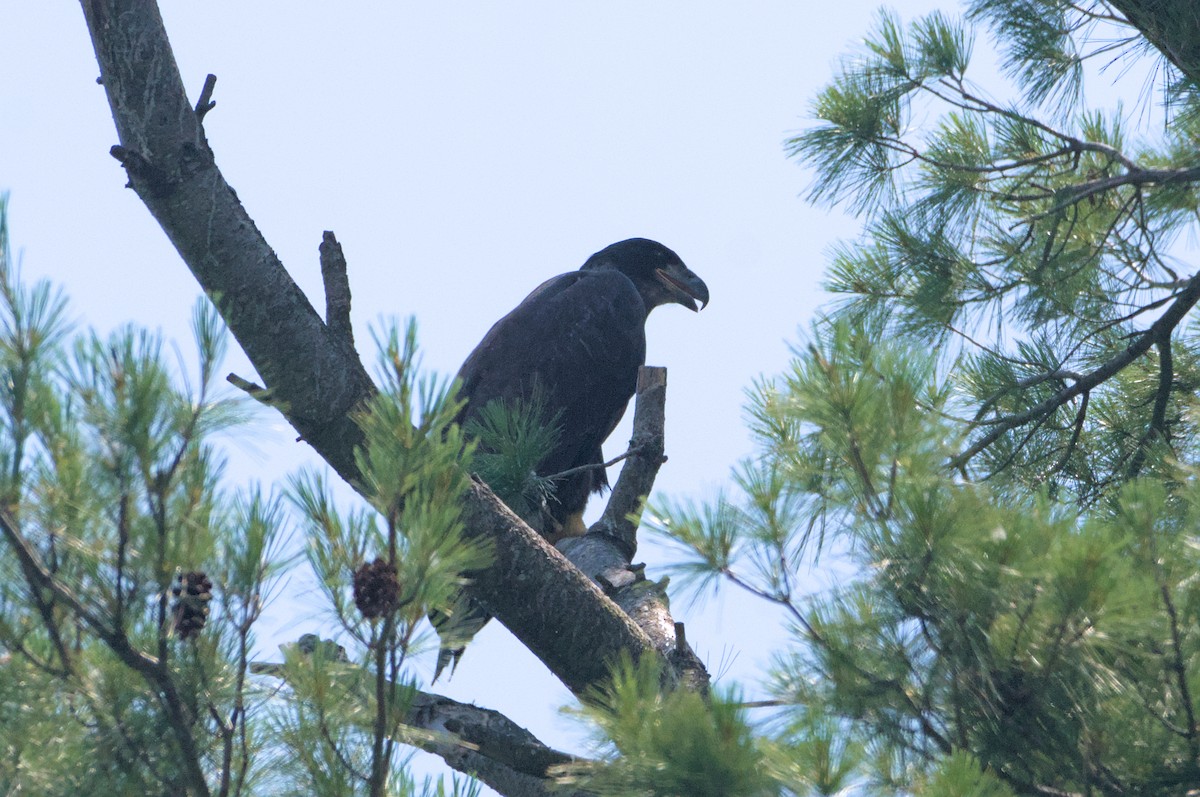 Weißkopf-Seeadler - ML620614410