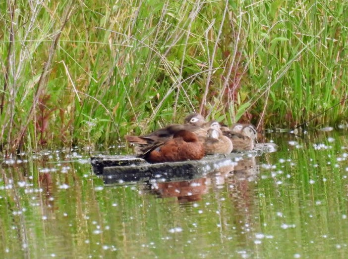 Cinnamon Teal - ML620614412