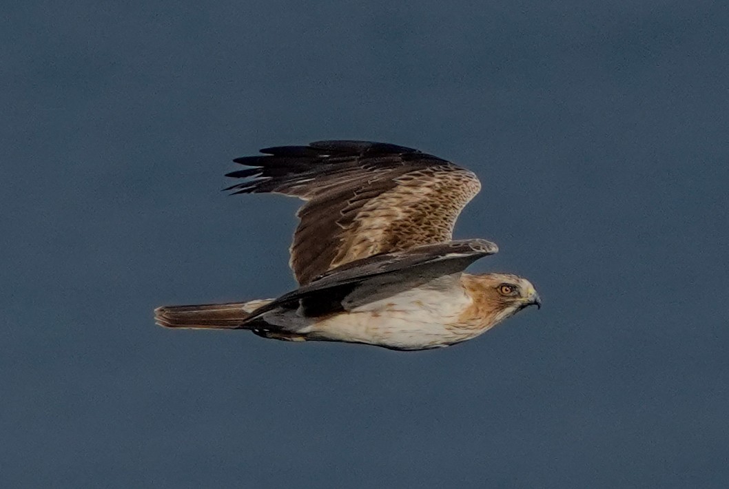 Booted Eagle - ML620614413