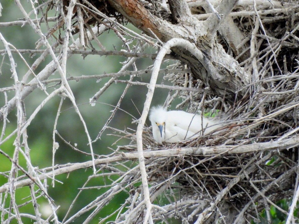 Snowy Egret - ML620614419