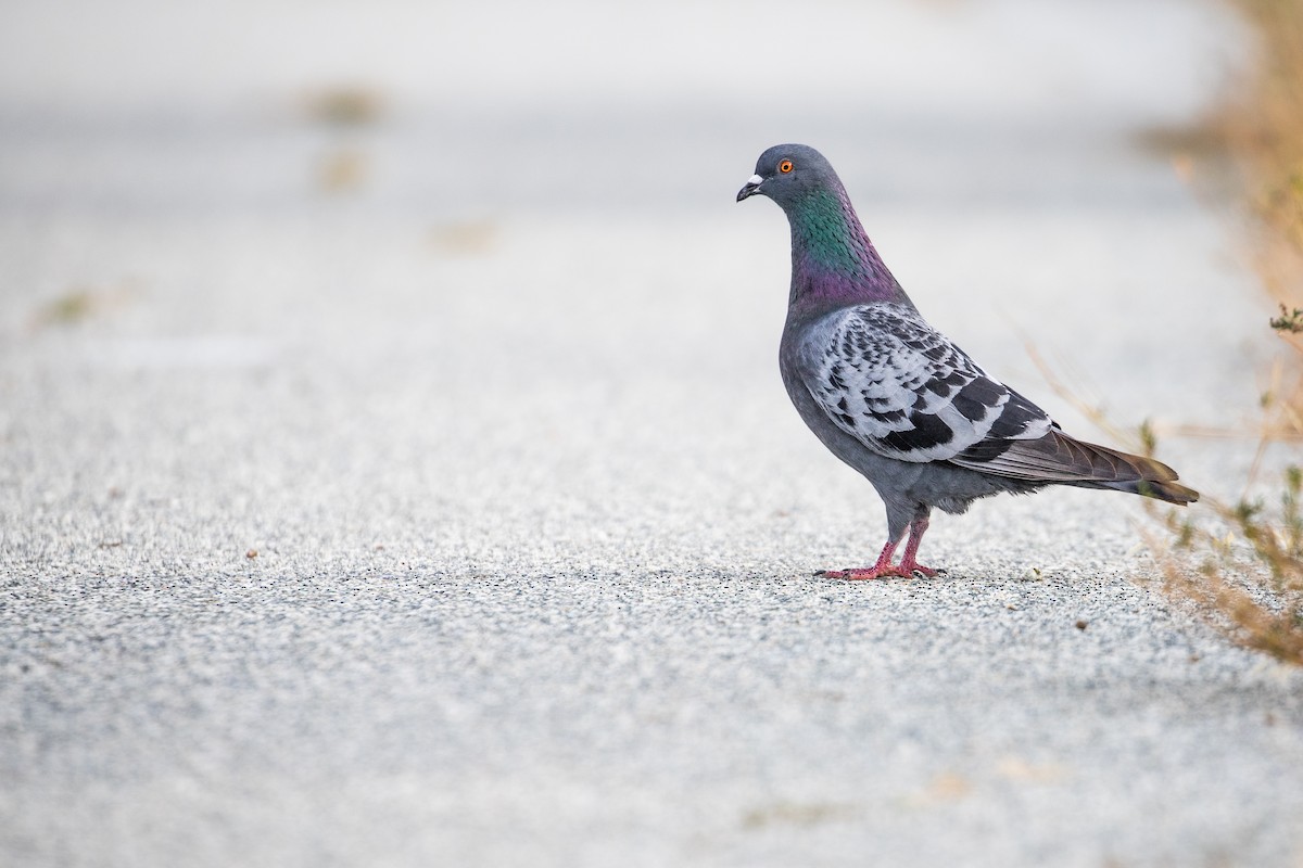 Rock Pigeon (Feral Pigeon) - ML620614421