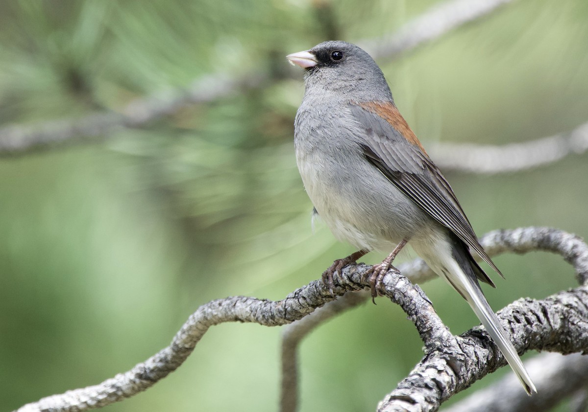 Junco ardoisé (caniceps) - ML620614423