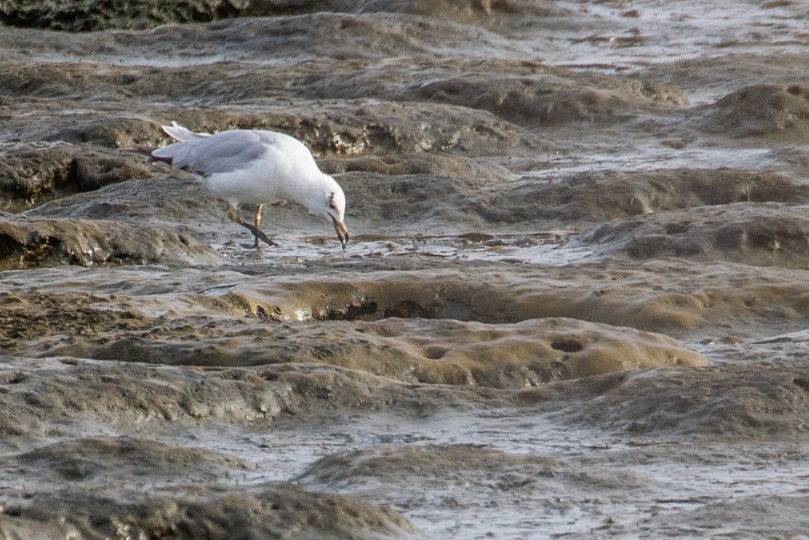 Ring-billed Gull - ML620614426