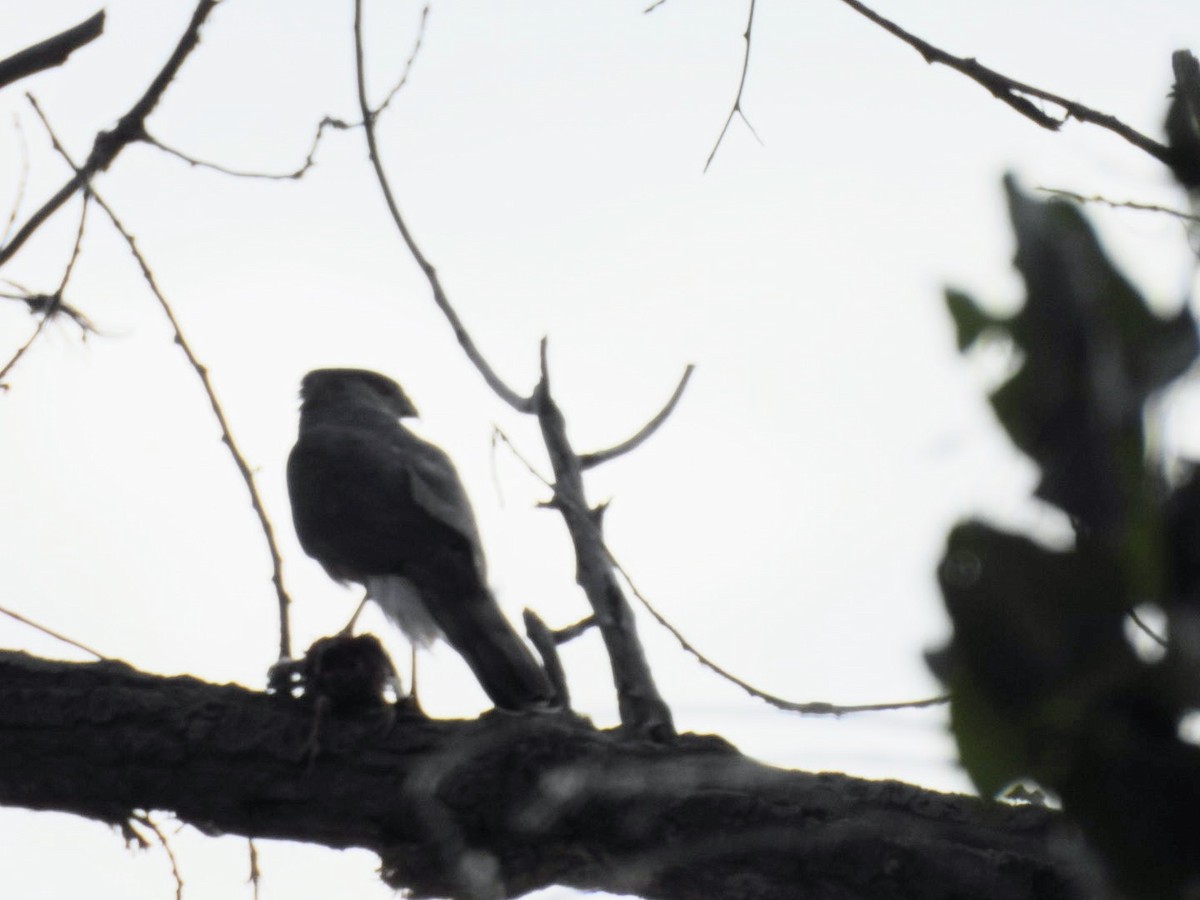 Sharp-shinned Hawk - ML620614429