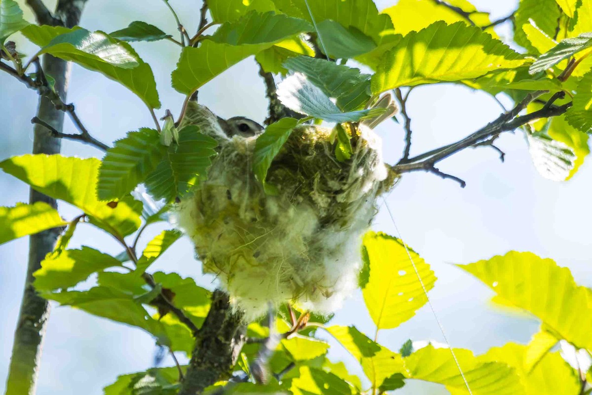 Warbling Vireo - ML620614434