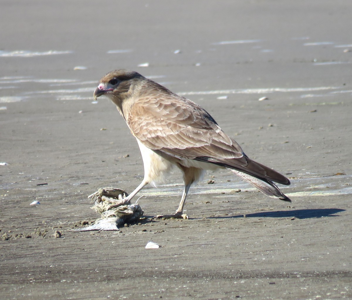 Chimango Caracara - ML620614437