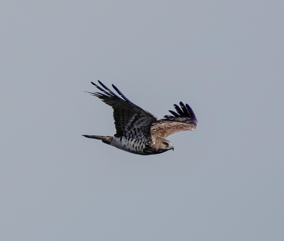 Short-toed Snake-Eagle - ML620614443