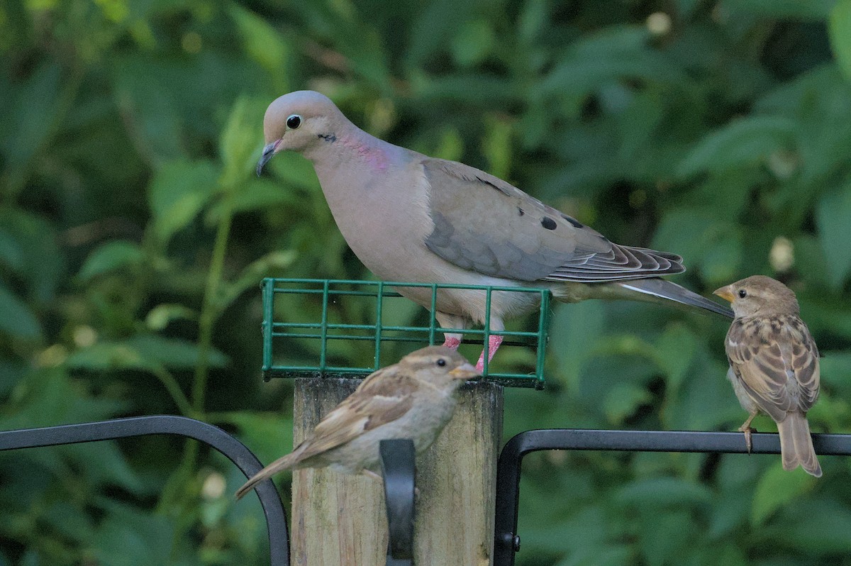 Mourning Dove - ML620614444