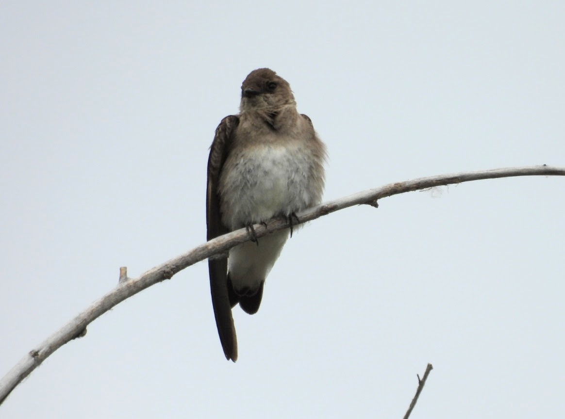 Northern Rough-winged Swallow - ML620614453