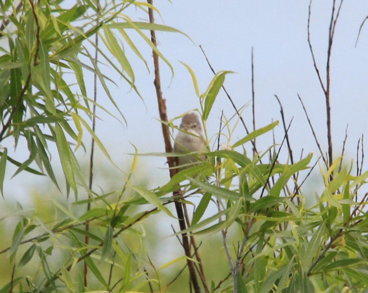 Lesser Whitethroat - ML620614454