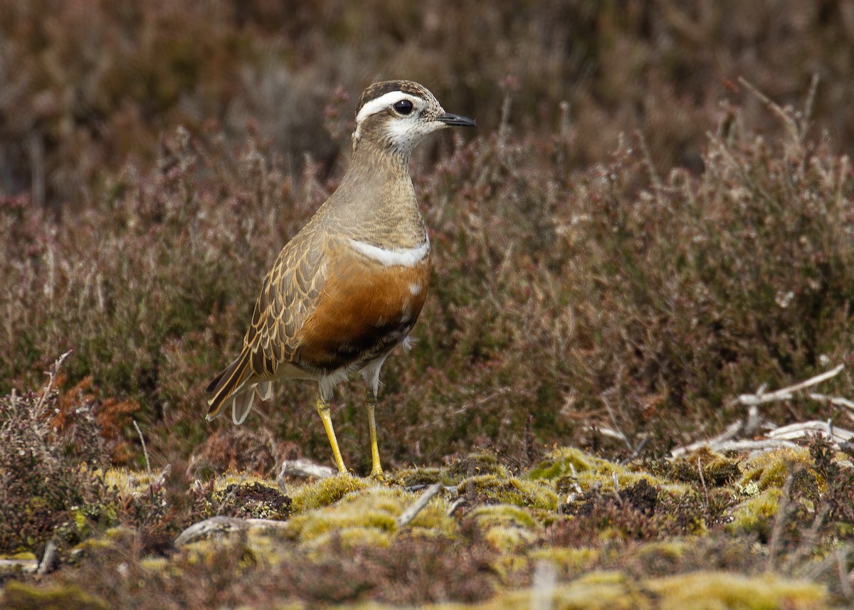 Eurasian Dotterel - ML620614455