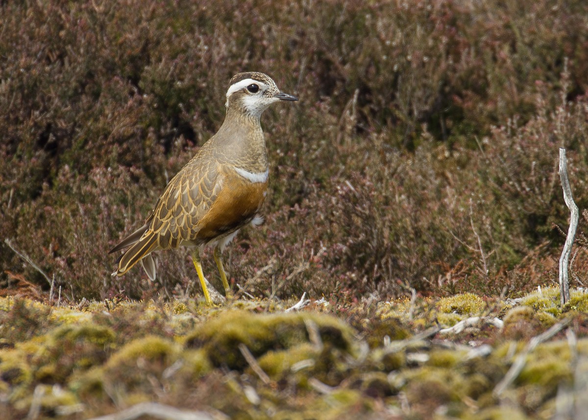 Eurasian Dotterel - ML620614456