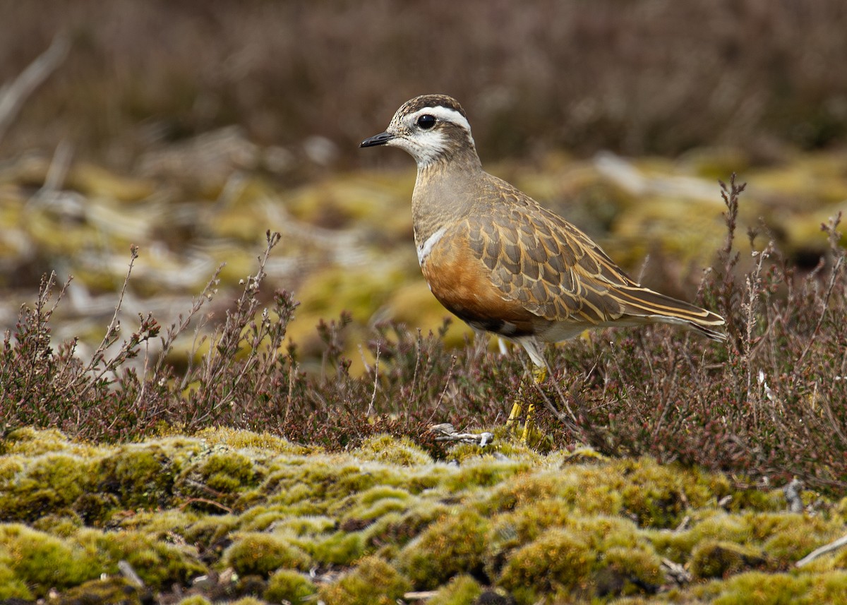 Eurasian Dotterel - ML620614457