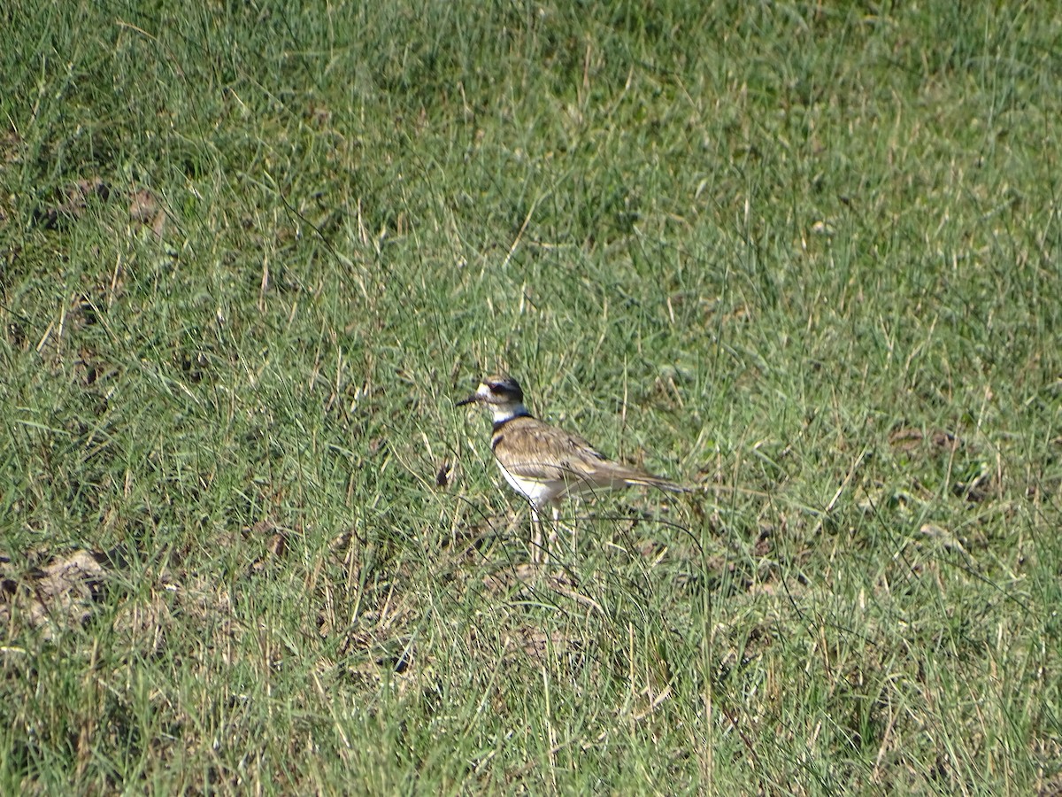 Killdeer - ML620614458