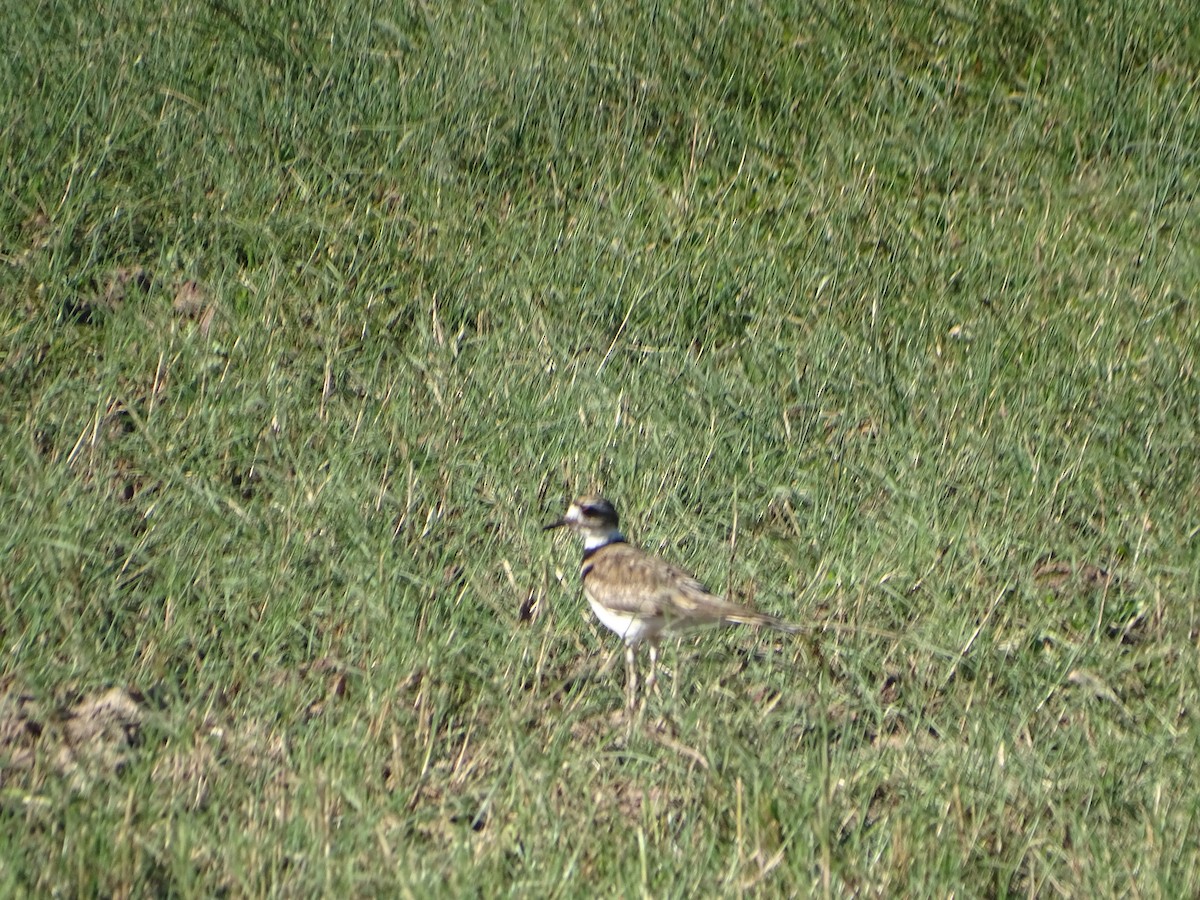 Killdeer - ML620614461