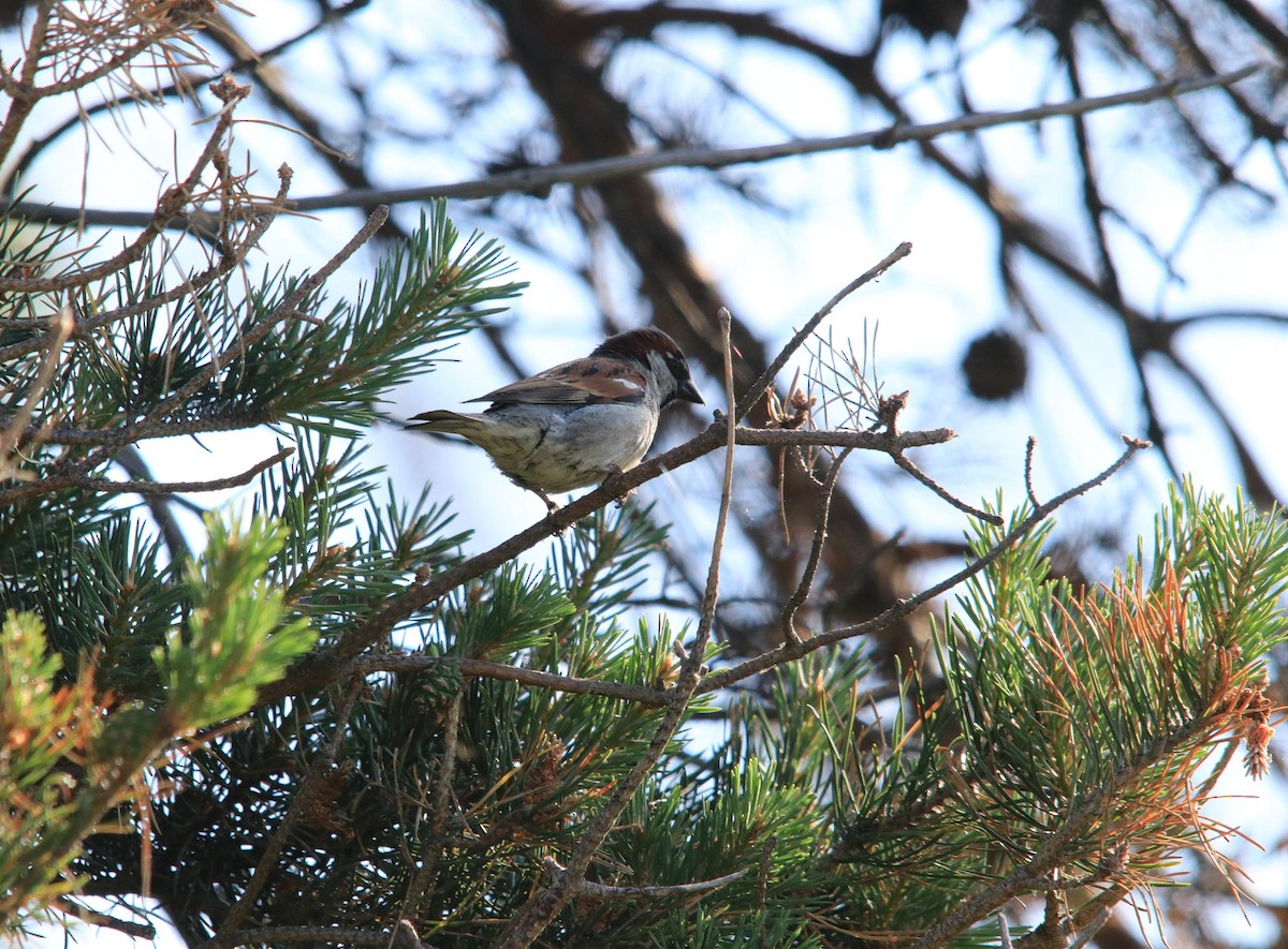 House Sparrow - ML620614462