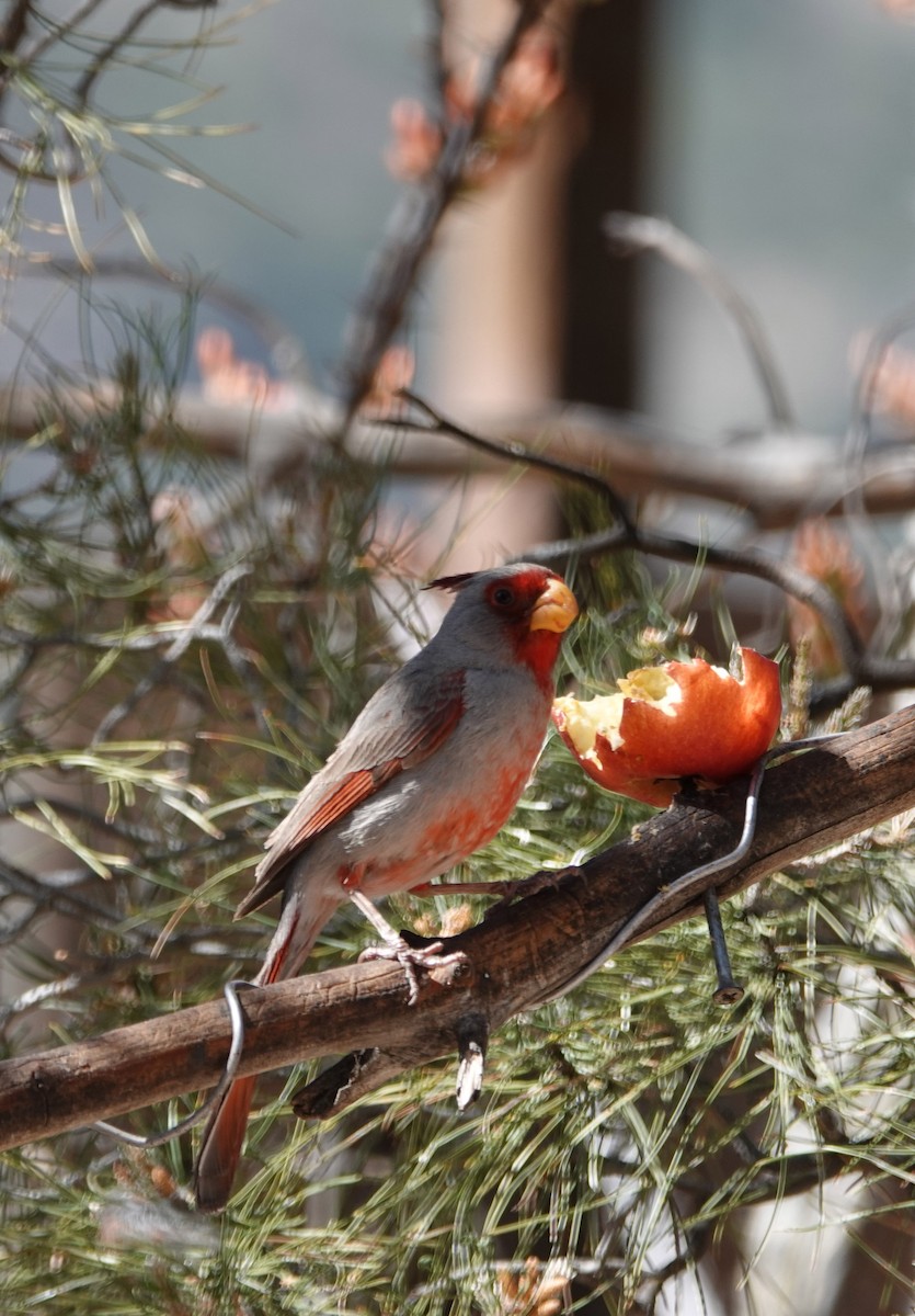 Cardinal pyrrhuloxia - ML620614463