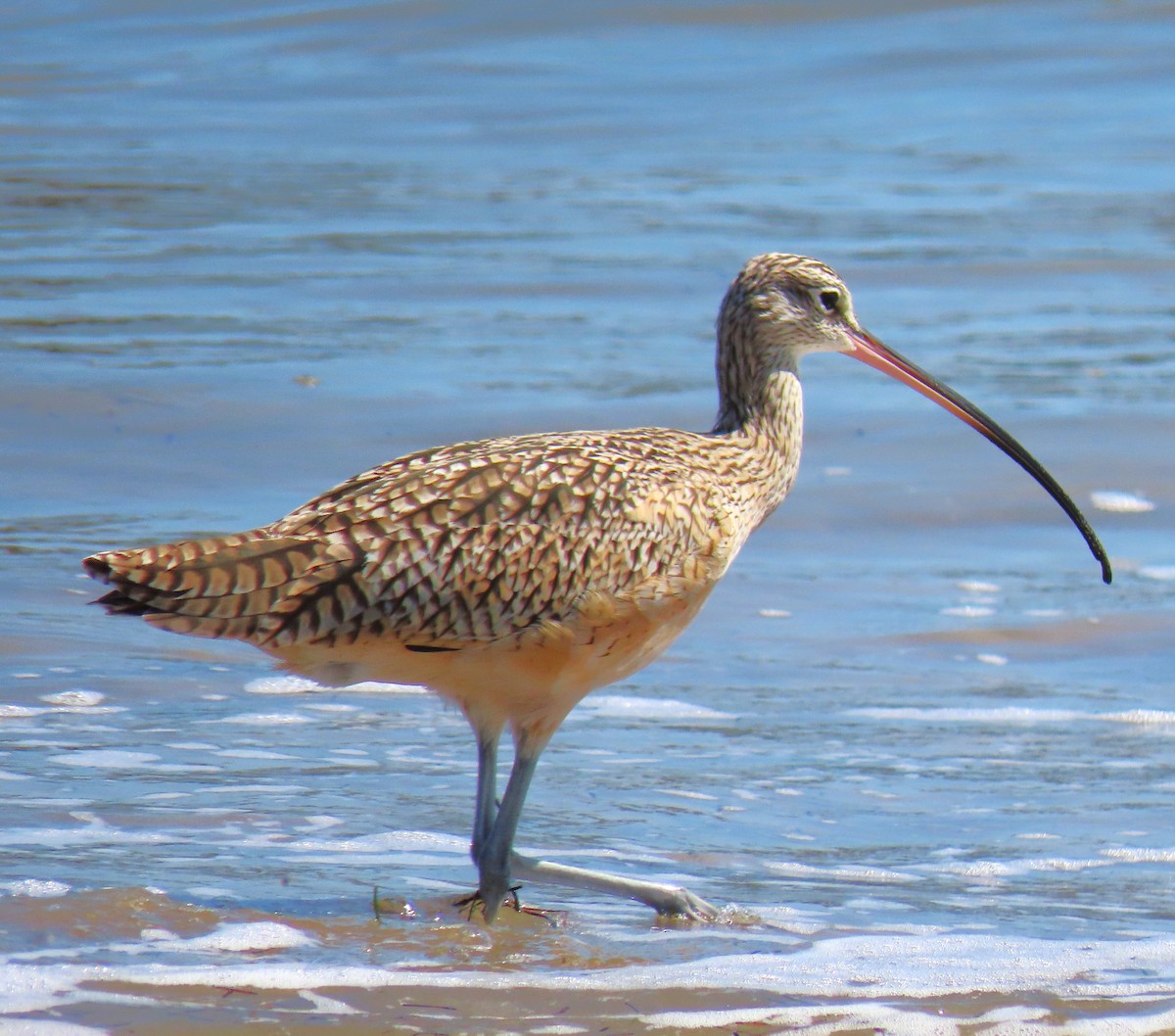 Long-billed Curlew - ML620614464