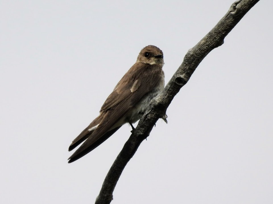 Northern Rough-winged Swallow - ML620614466