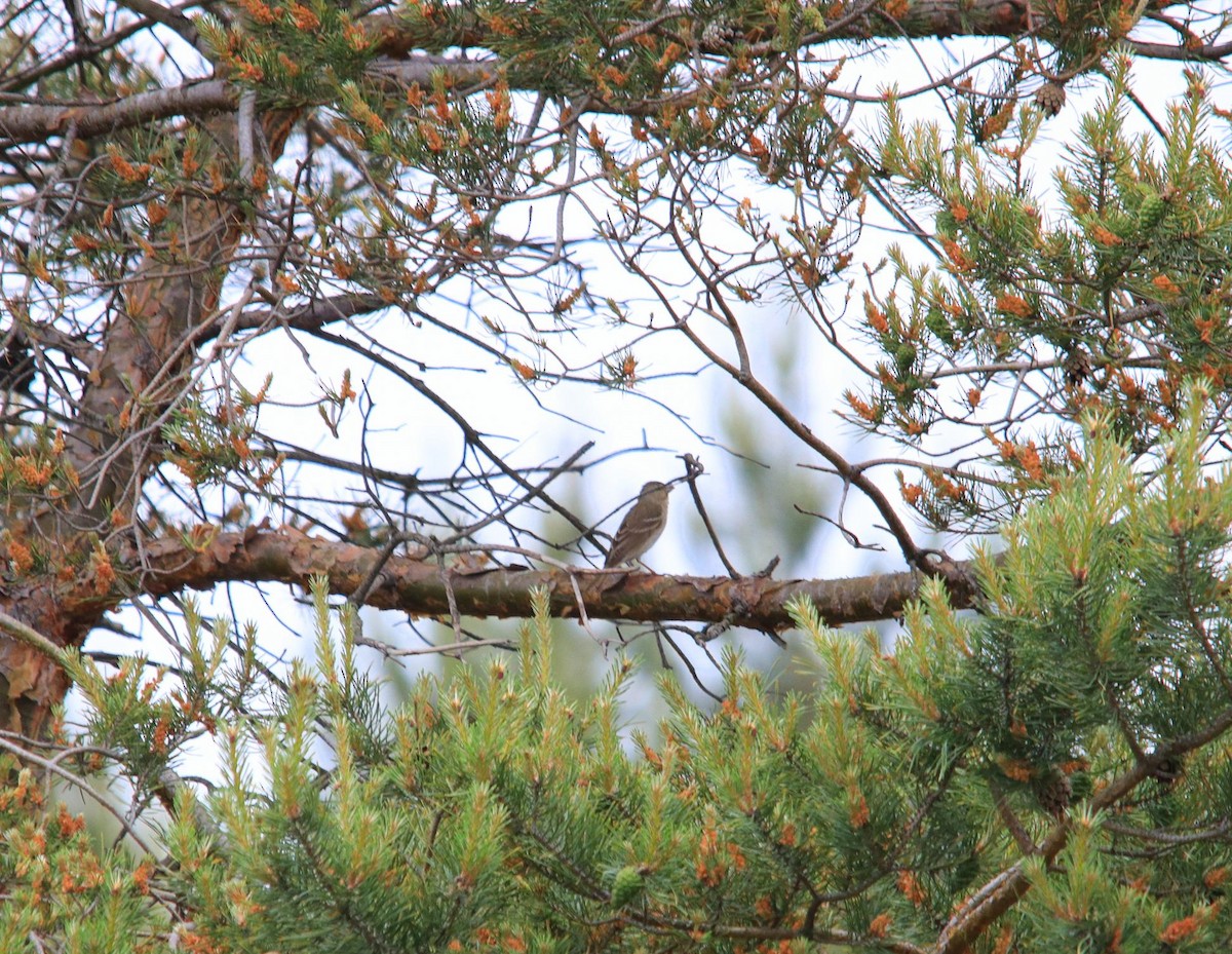 Common Rosefinch - ML620614469