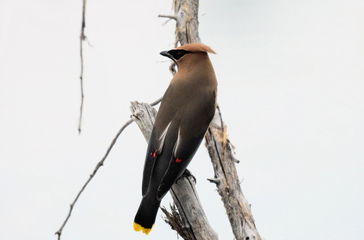 Cedar Waxwing - ML620614470